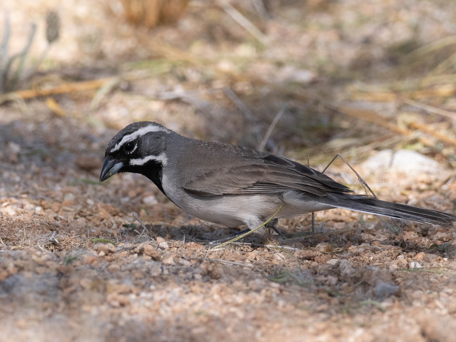 Click to open Dag 23: East Lakeside Parkway en Julian Wash Greenway <a href="/trips/Tucson_2023/biota/animalia/chordata/aves/040 passeriformes/126 emberizidae/amphispiza bilineata/amphispiza bilineata-nl.html">Amphispiza bilineata</a> / Black‑throated sparrow / Zwartkeelgors